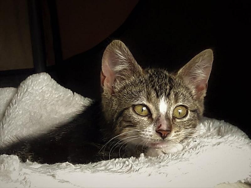 Kattenpraat