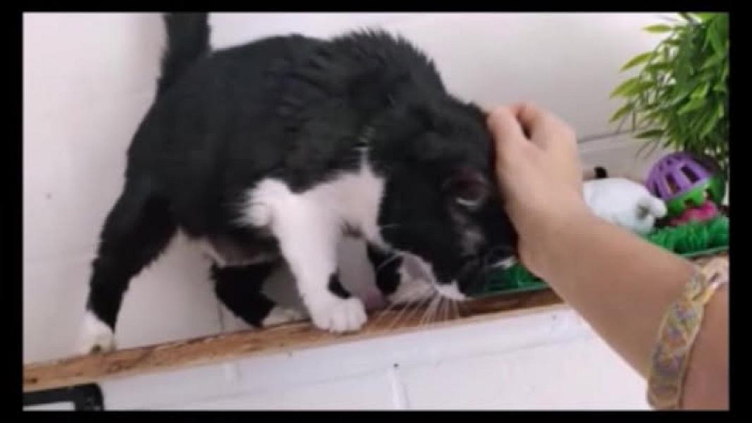 Kattenpraat