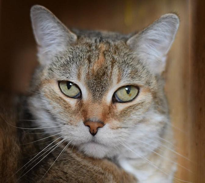 Kattenpraat