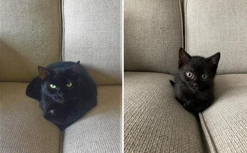 Kattenpraat