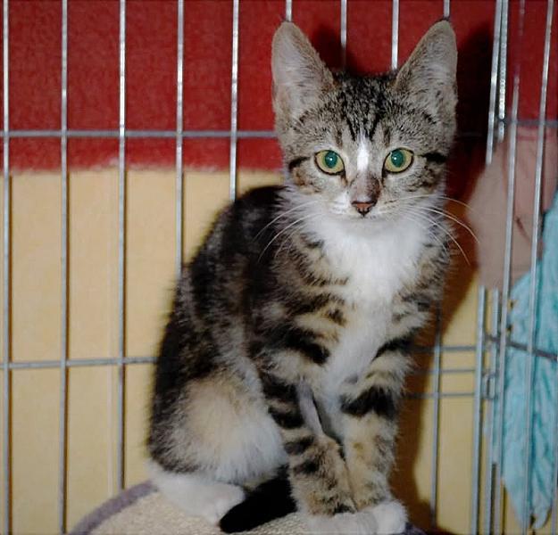 Kattenpraat