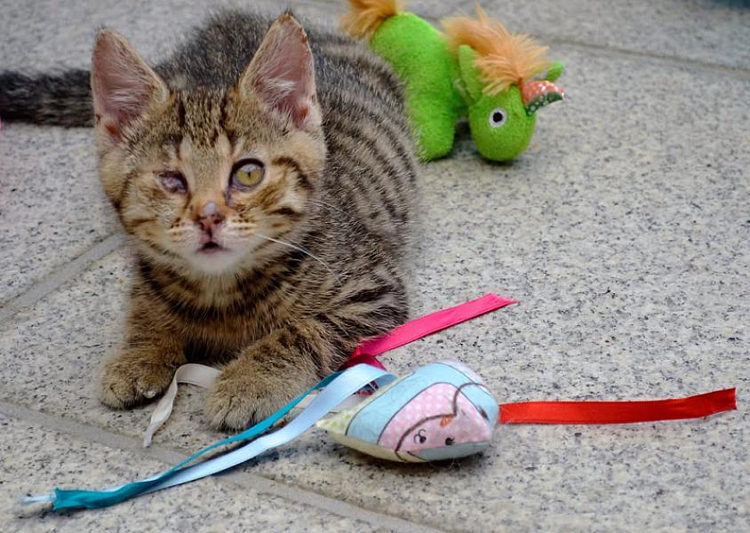 Kattenpraat