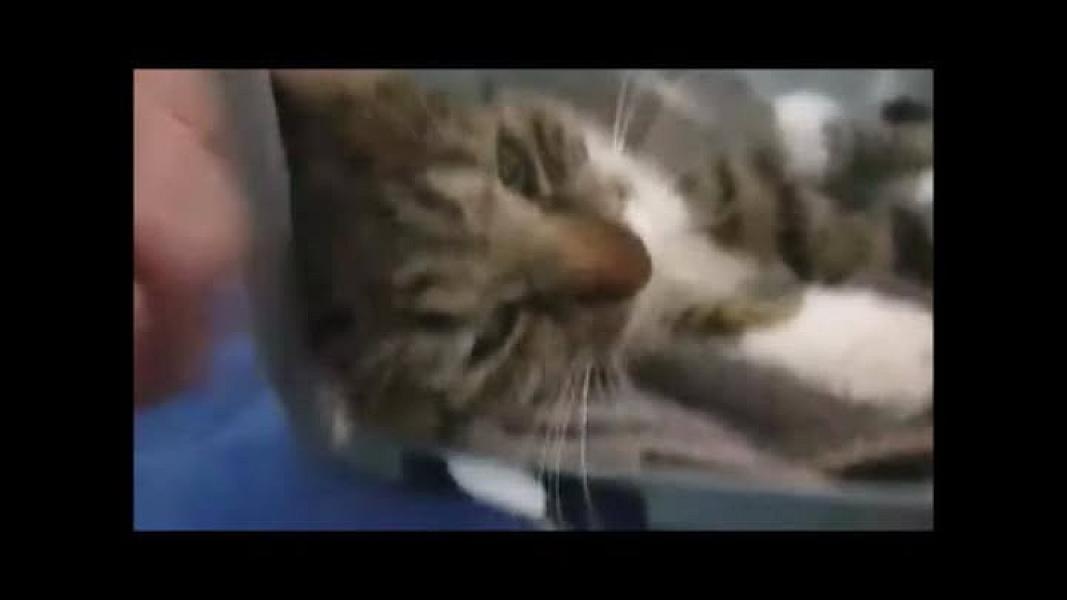 Kattenpraat