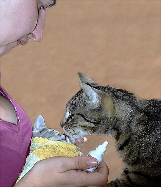 Kattenpraat