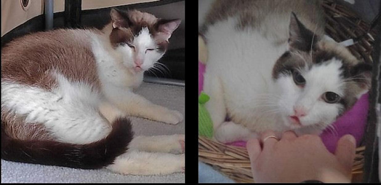 Kattenpraat