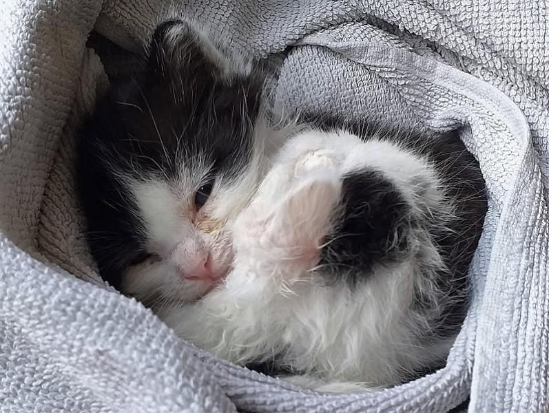 Kattenpraat