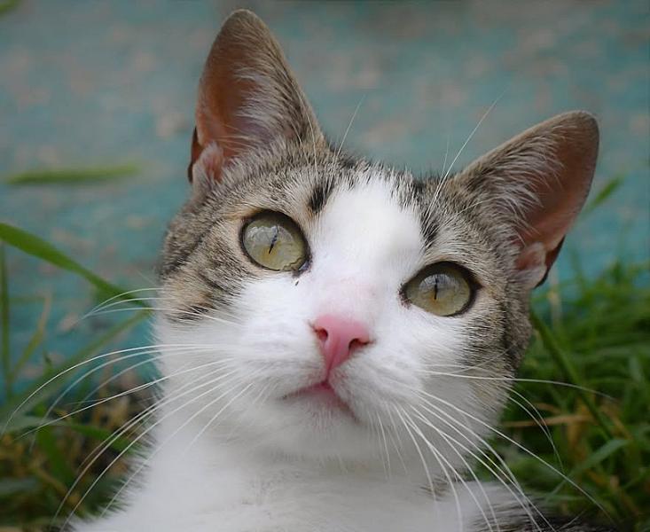 Kattenpraat