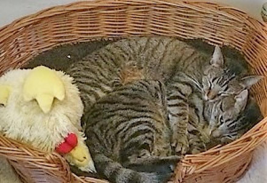 Kattenpraat