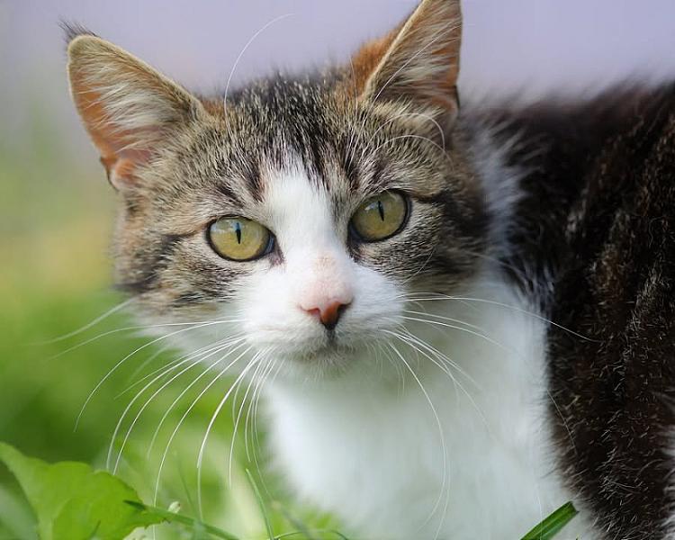 Kattenpraat