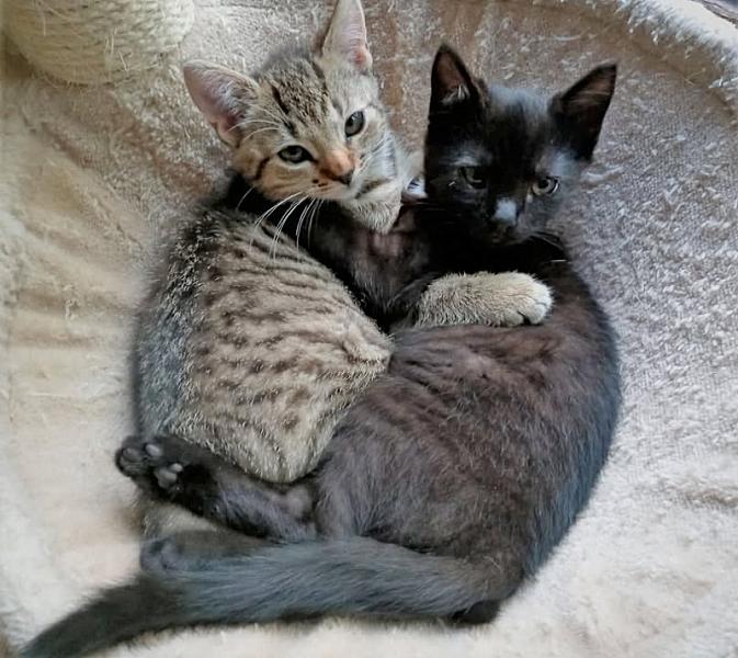 Kattenpraat