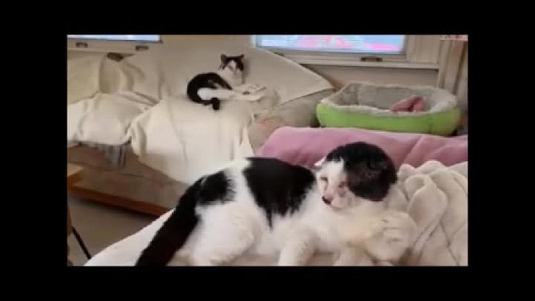 Kattenpraat