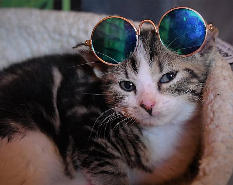 Kattenpraat