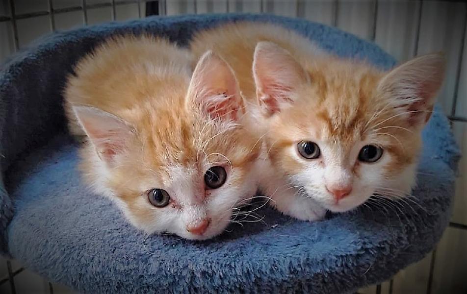 Kattenpraat