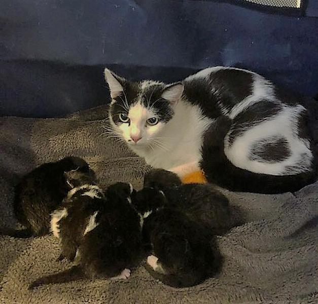 Kattenpraat