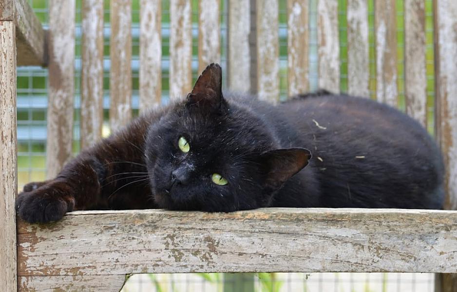 Kattenpraat