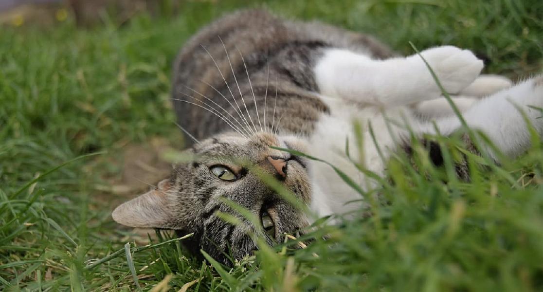 Kattenpraat