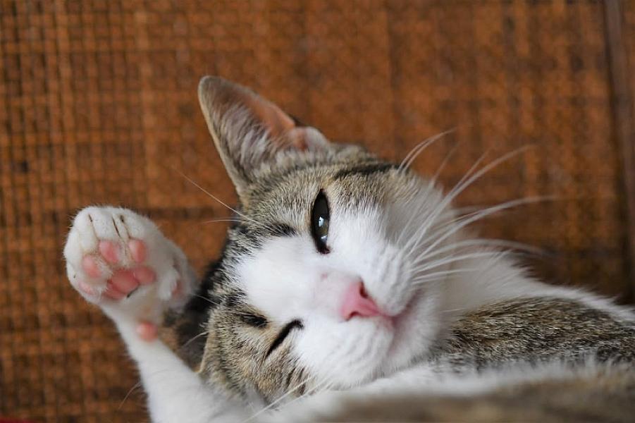 Kattenpraat
