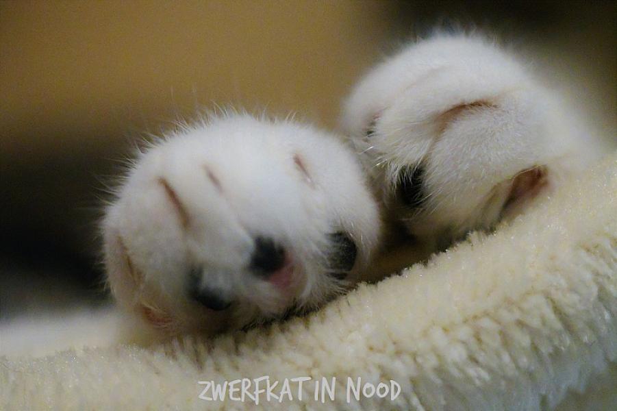 Kattenpraat