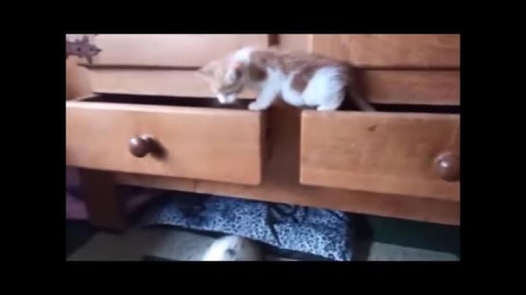 Kattenpraat