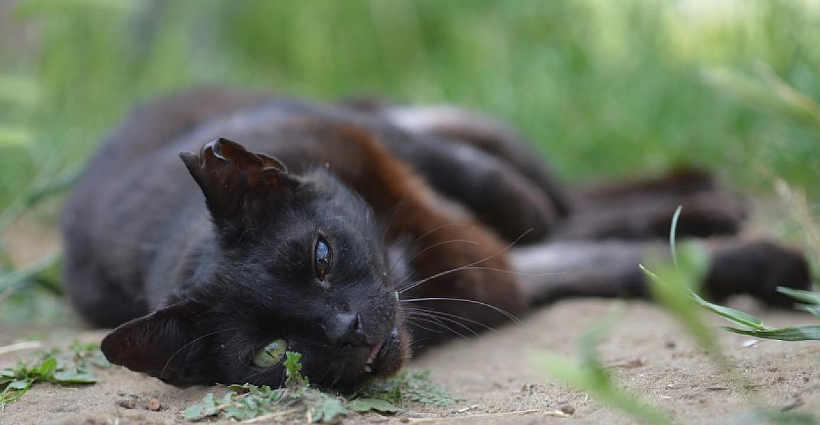 Kattenpraat