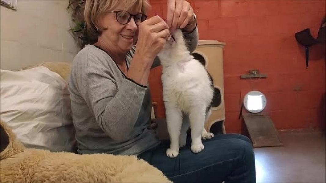 Kattenpraat