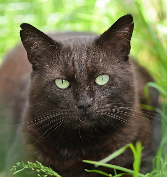 Kattenpraat