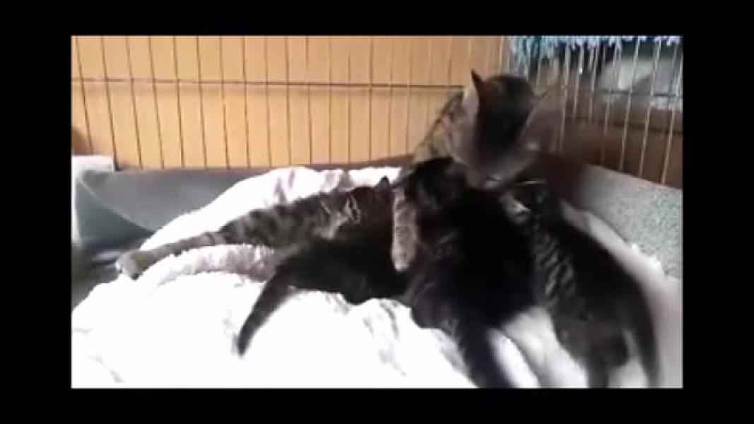 Kattenpraat