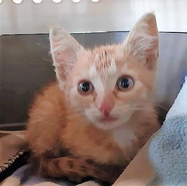 Kattenpraat