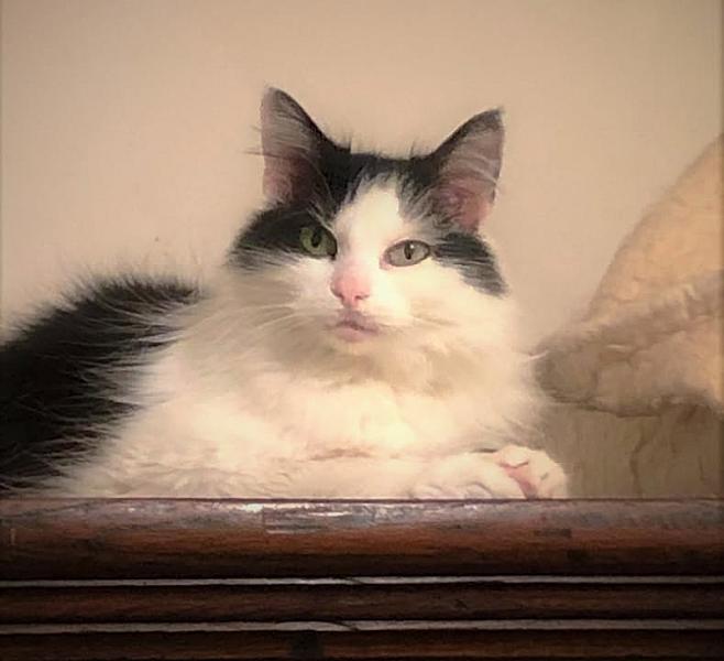 Kattenpraat