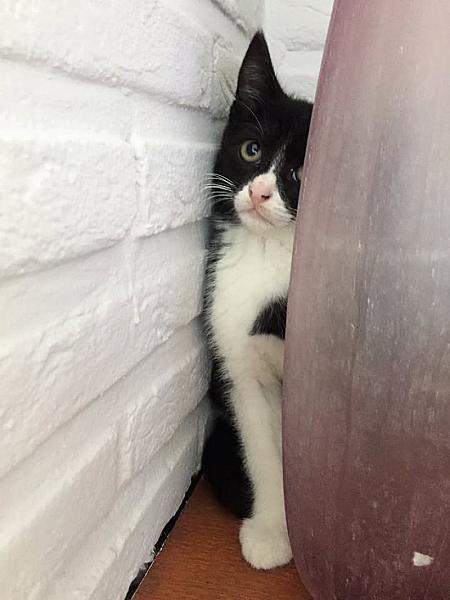 Kattenpraat