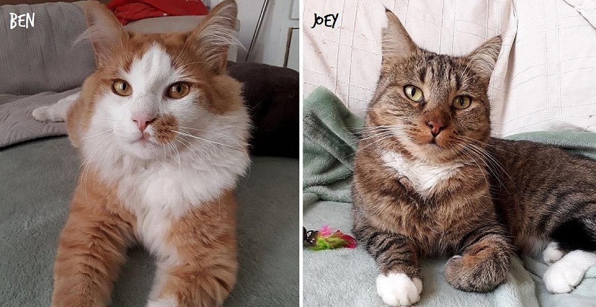 Kattenpraat