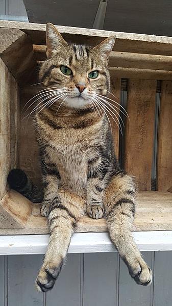 Kattenpraat