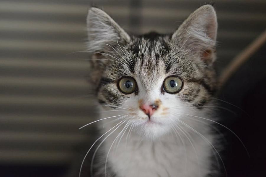 Kattenpraat