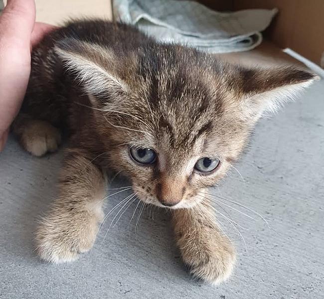 Kattenpraat