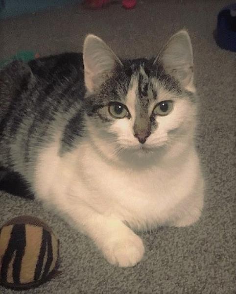 Kattenpraat