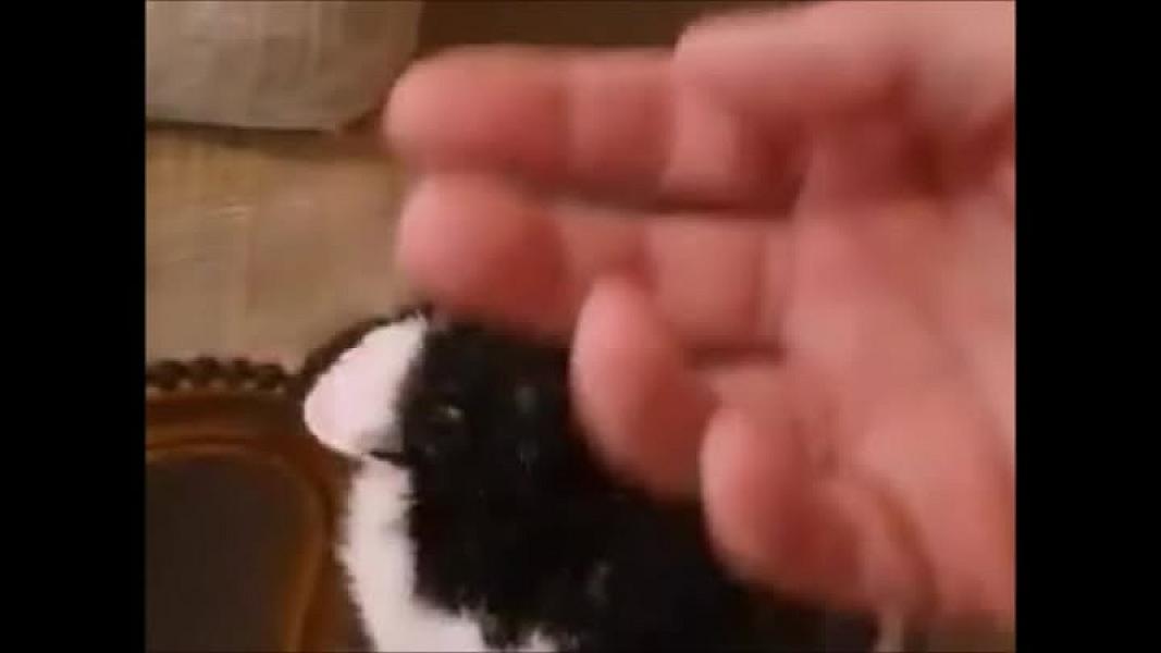 Kattenpraat