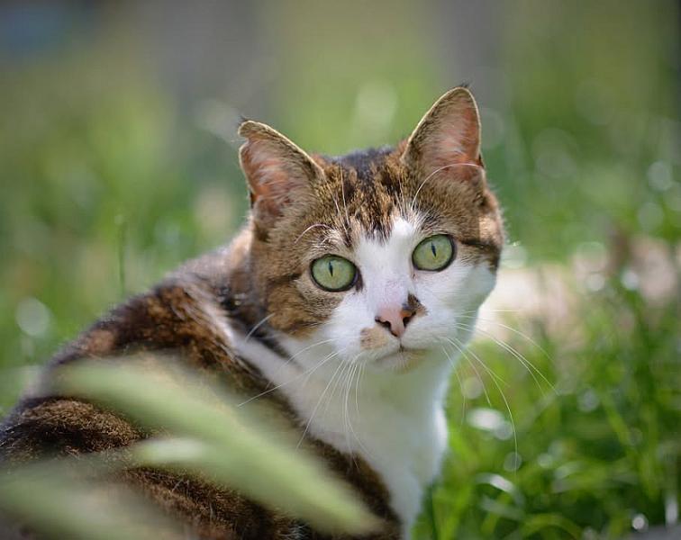 Kattenpraat