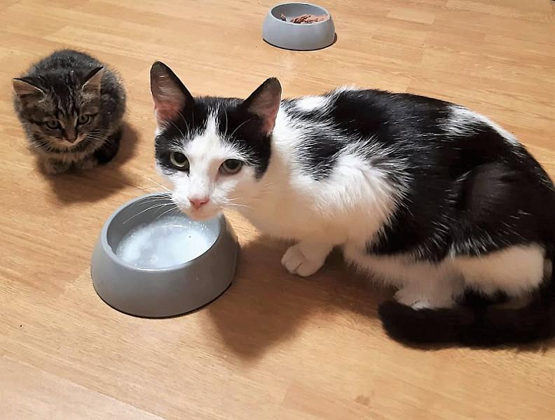 Kattenpraat