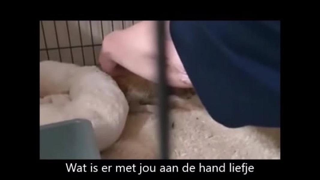 Kattenpraat
