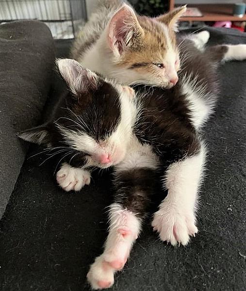 Kattenpraat