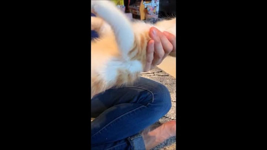 Kattenpraat