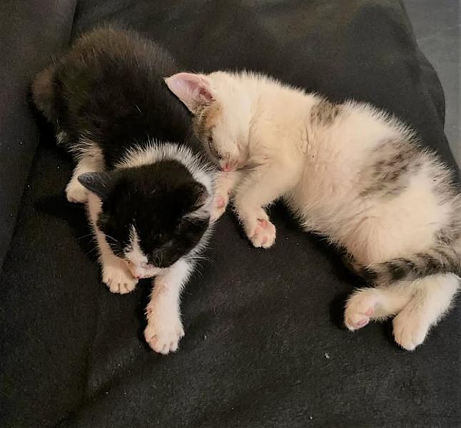 Kattenpraat