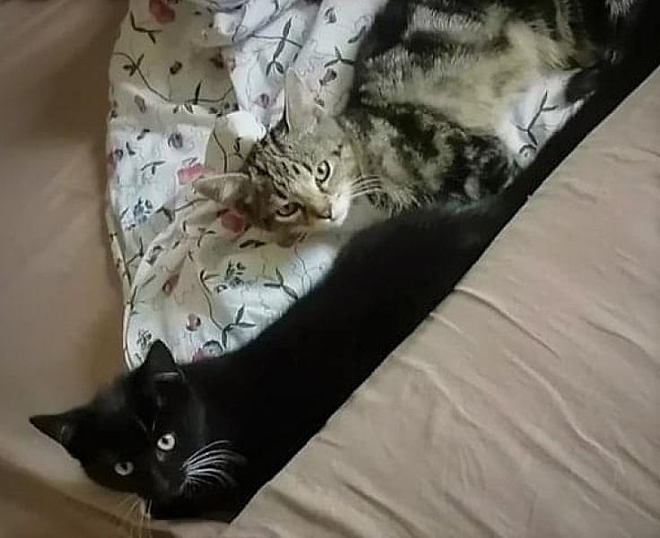 Kattenpraat