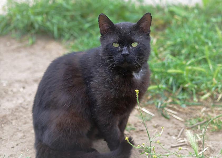 Kattenpraat