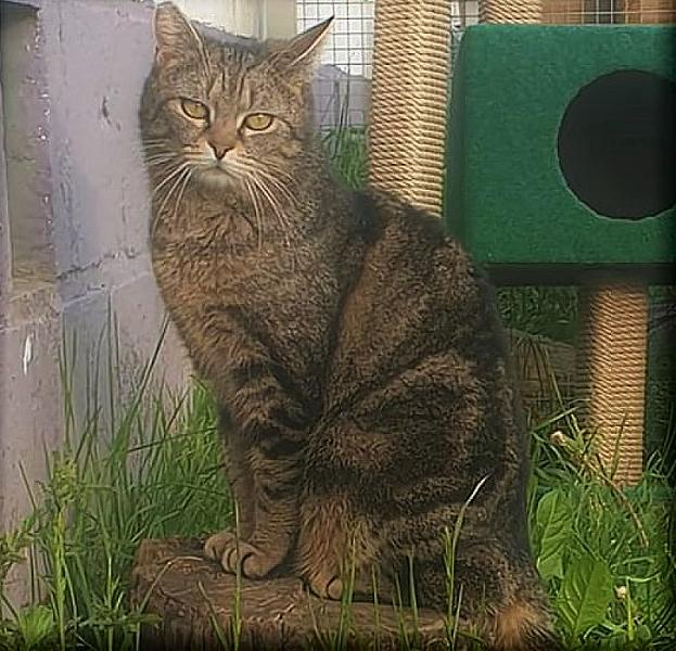 Kattenpraat