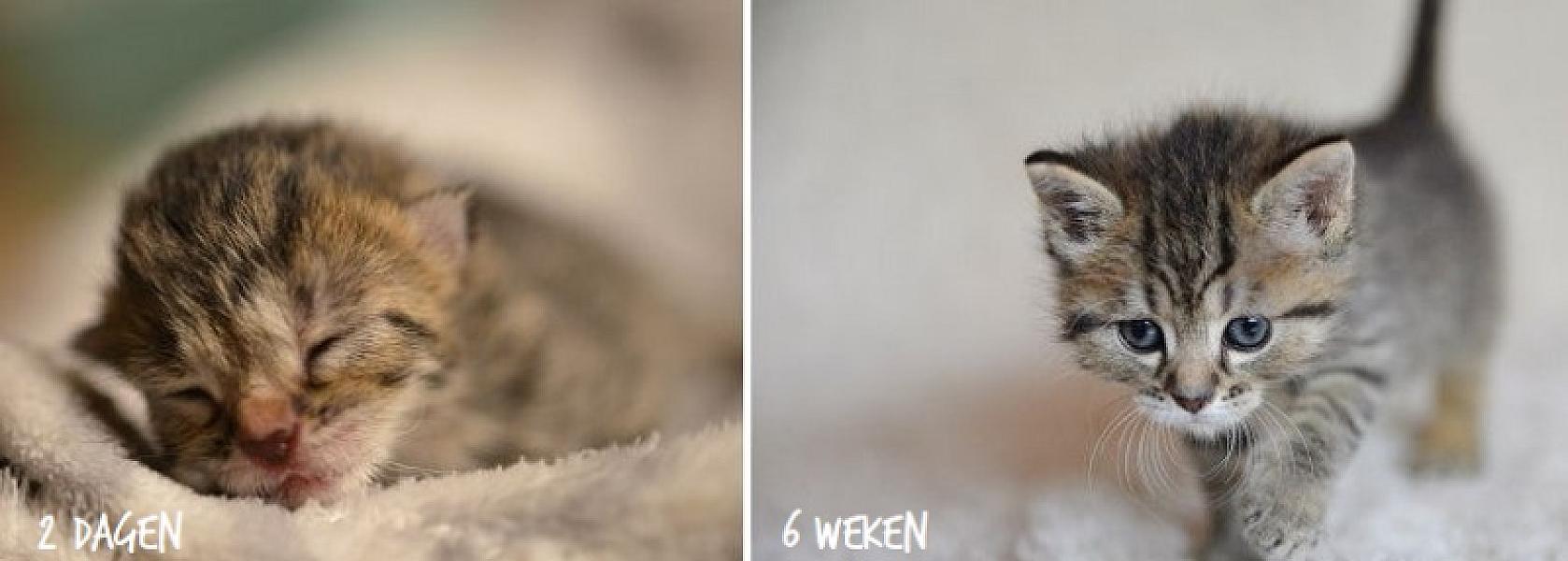 Kattenpraat