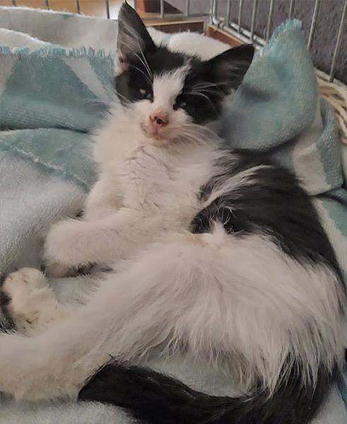 Kattenpraat