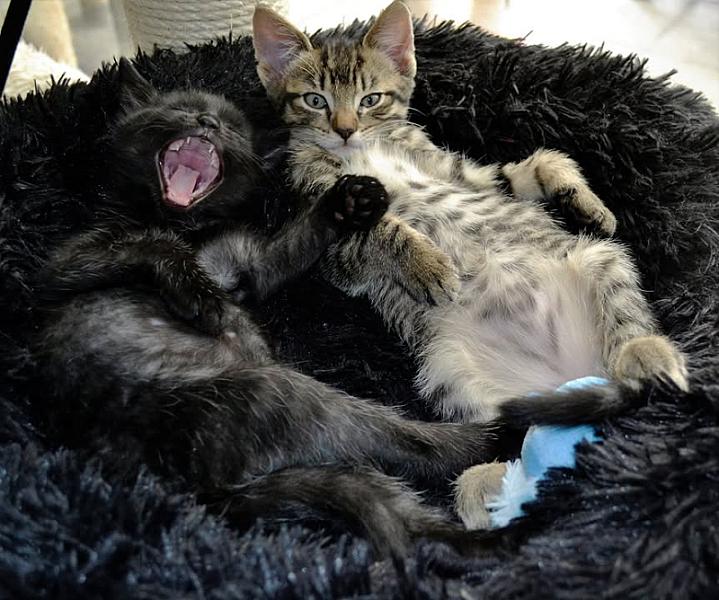 Kattenpraat