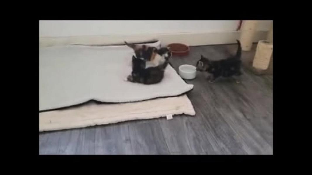 Kattenpraat
