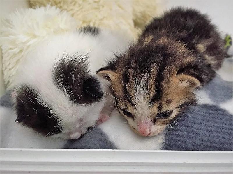 Kattenpraat